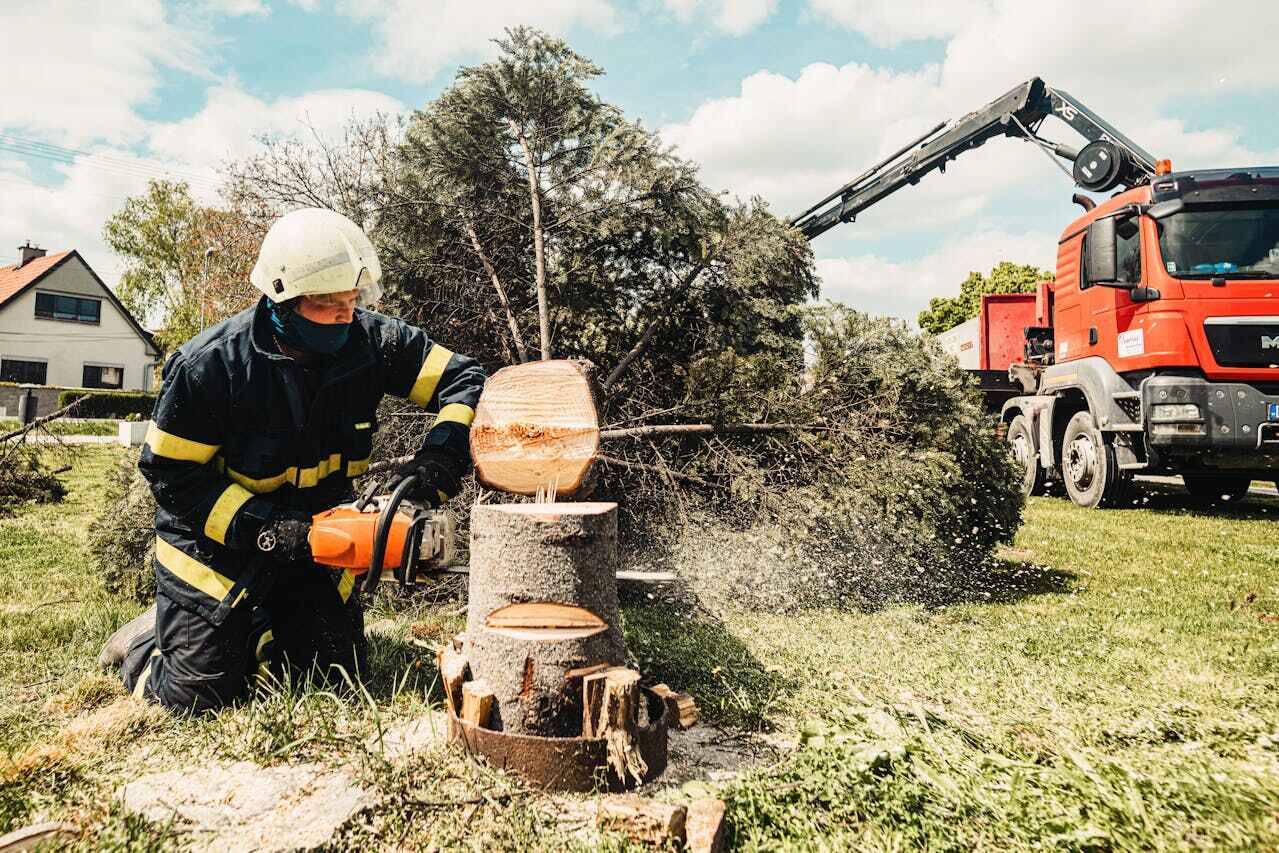 Best Tree Removal Near Me  in Columbia Heights, MN